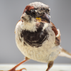 House sparrows
