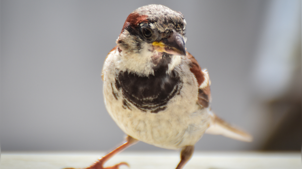 House sparrows