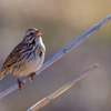 Song sparrows