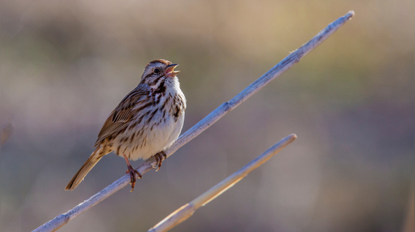 Song sparrows