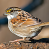 White-throated sparrows