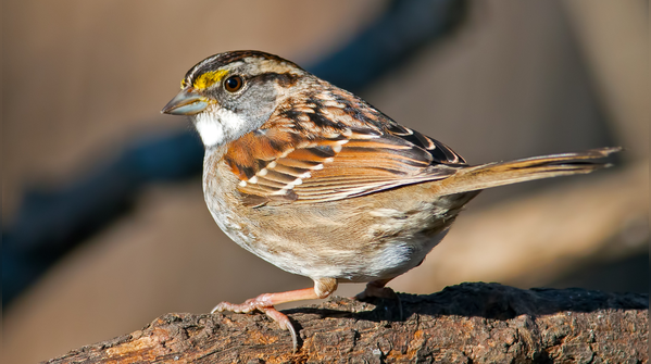 White-throated sparrows