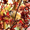 Eurasian tree sparrows