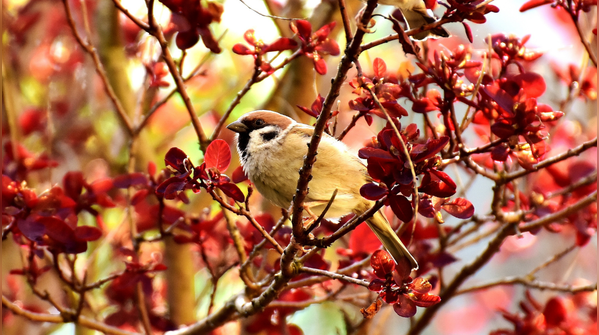 Eurasian tree sparrows