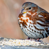 Fox sparrows