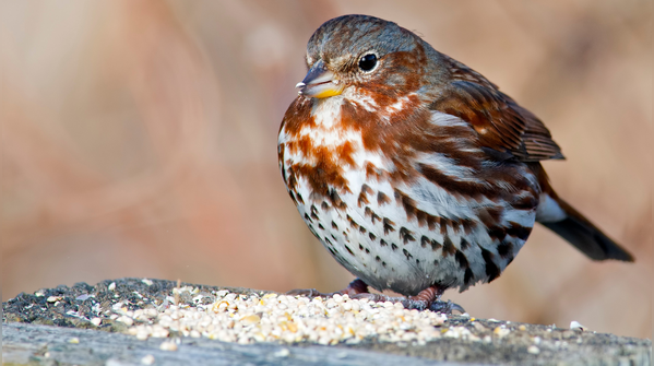 Fox sparrows