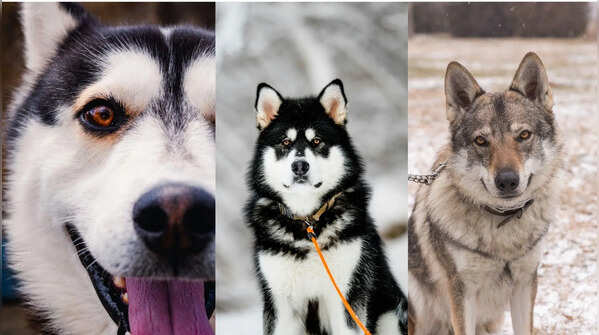Why these 5 dogs are often mistaken for wolves
