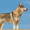Tamaskan Dog