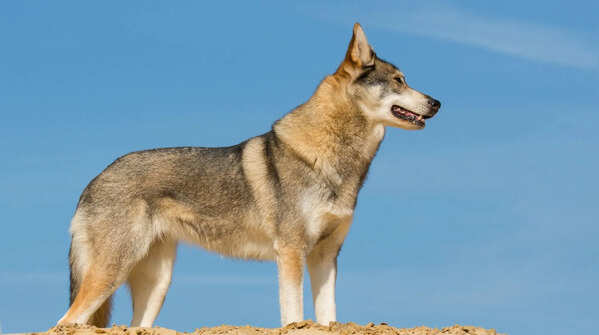 Tamaskan Dog