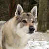 Czechoslovakian Wolfdog