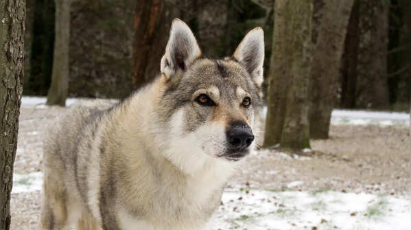 Czechoslovakian Wolfdog