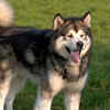 Alaskan Malamute