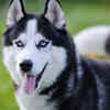 Siberian Husky