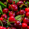 Article image for: <i class="tbold">cherry</i>