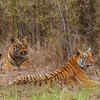 Tadoba Andhari Tiger Reserve in Maharashtra