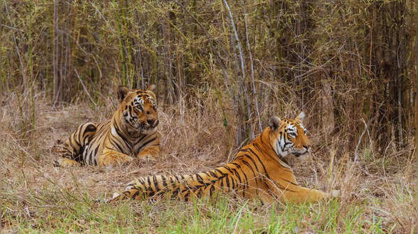 Tadoba Andhari Tiger Reserve in Maharashtra