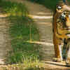 Article image for: Kanha National Park in Madhya Pradesh