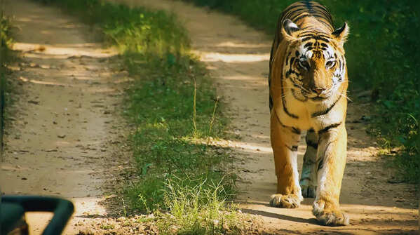 Kanha National Park in Madhya Pradesh