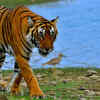 Article image for: Ranthambore National Park in Rajasthan