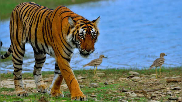 Ranthambore National Park in Rajasthan