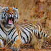 Article image for: Bandhavgarh National Park in Madhya Pradesh