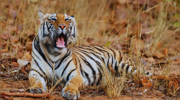 Bandhavgarh National Park in Madhya Pradesh