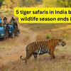 Article image for: Last chance! 5 tiger safaris to experience in India before the wildlife season ends in June