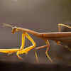 Stick Insects