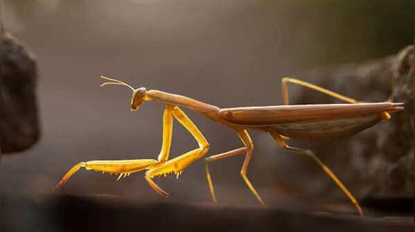 Stick Insects