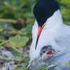 Roseate Terns