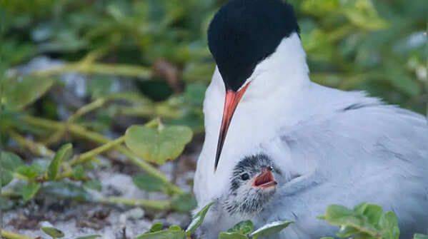 Roseate Terns