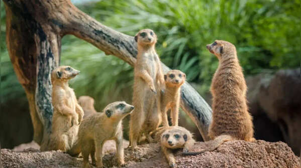 Meerkats