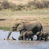 Elephants