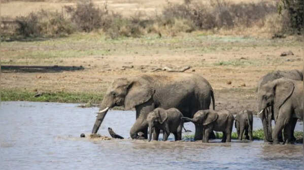 Elephants