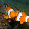 Clownfish