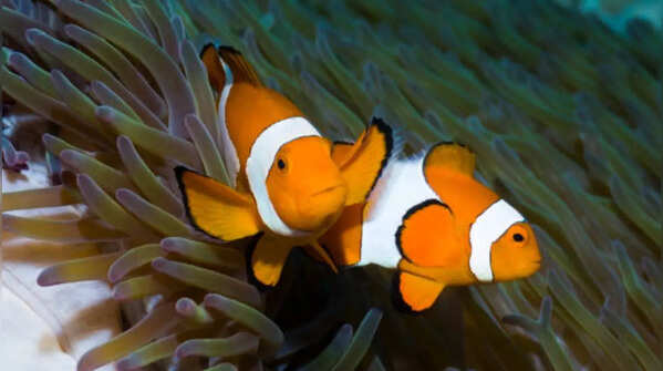 Clownfish