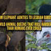 Article image for: 5 wild animal queens that rule harder than humans ever could