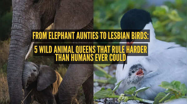 5 wild animal queens that rule harder than humans ever could