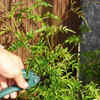 Curry leaf plant – summer pruning promotes fresh shoots