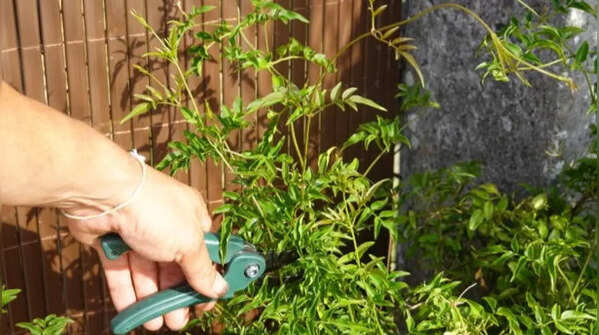 Curry leaf plant – summer pruning promotes fresh shoots