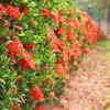Article image for: Ixora – removal of old flower clusters promotes better appearance