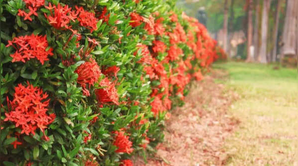 Ixora – removal of old flower clusters promotes better appearance
