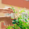 Jasmine – summer pruning promotes bushier growth