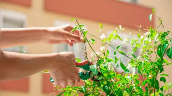 Jasmine – summer pruning promotes bushier growth