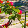 Bougainvillaea – summer pruning helps control plant size