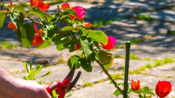 Bougainvillaea – summer pruning helps control plant size