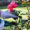 Rose – summer pruning promotes healthy blooms