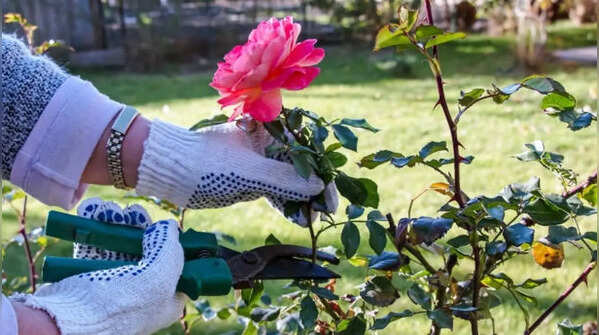 Rose – summer pruning promotes healthy blooms
