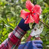 Article image for: Hibiscus – pruning promotes healthy flowering branches