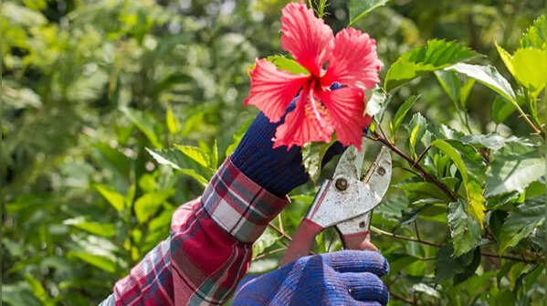 Hibiscus – pruning promotes healthy flowering branches